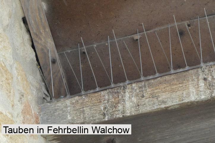 Tauben in Fehrbellin Walchow